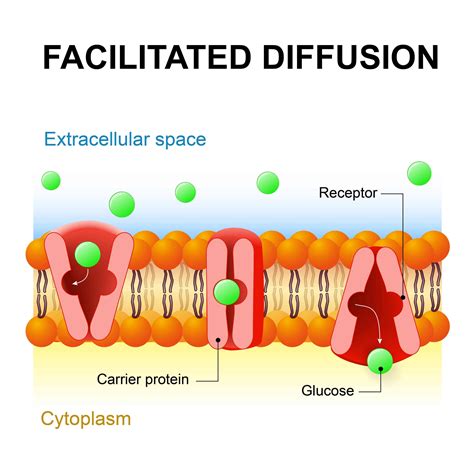 is facilitated diffusion passive transport.